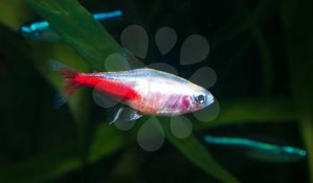 Gold neon tetra aquarium fish