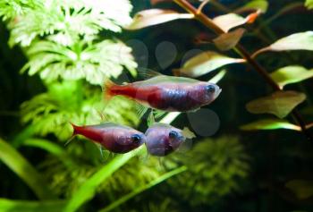 Group of gold neon tetra aquarium fish