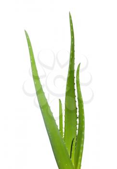 Aloe plant on the white background