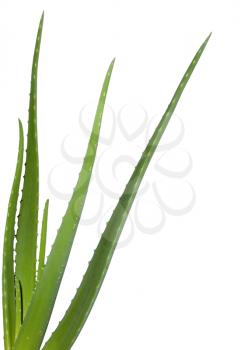 Aloe plant on the white background