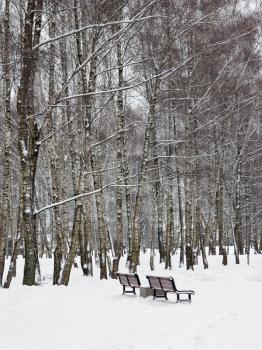 Snowy benches in winterpark 