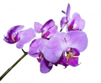 Branch of elegant violet orchid