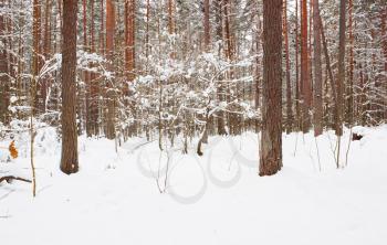 Pine tree forest in snow