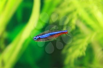 Beautiful blue neon freshwater fish in the aquarium