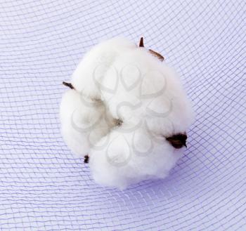 Cotton plant on the textile backfround