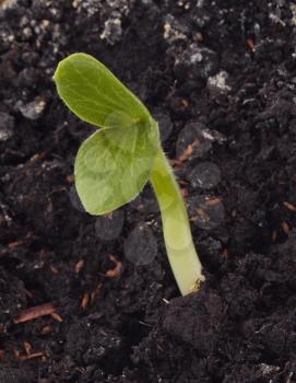 Young  plant in the soil