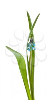 Blue muskari flower on white background