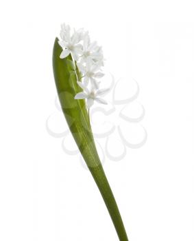 Snowdrop flower on the white background