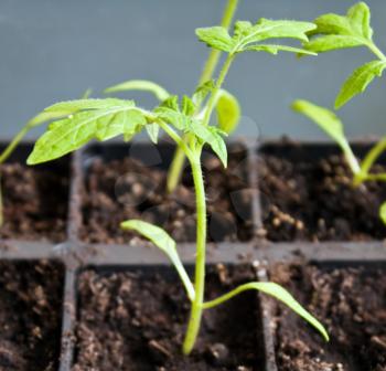Tomato sprout in the soil