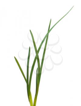Onion plant over white background