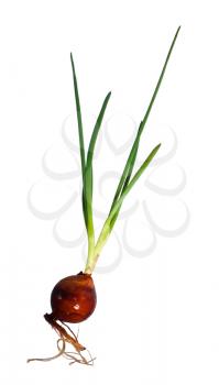Green young onion with roots