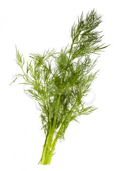 Fresh bunch of dill over white background