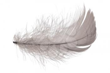 Feather in the white background