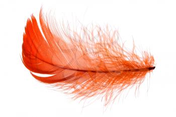 Elegant red feather in human hand