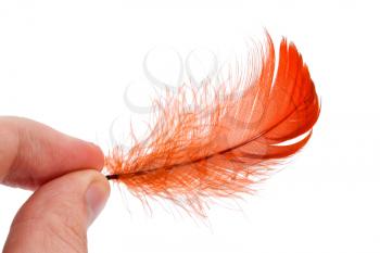 Elegant red feather in human hand