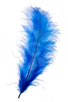 Blue feather isolated on white background