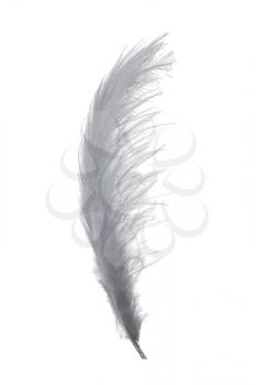 Greyg feather over white background