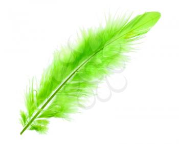 Green soft feather on white background