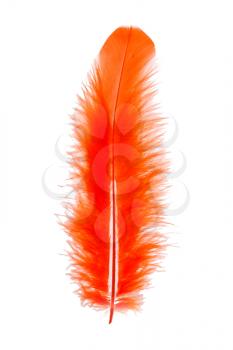 Orange feather on white background