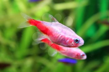Freshwater fishs - Gold Neon Tetra in aquarium