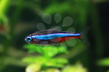 Blue neon- tetra, freshwater fish in aquarium
