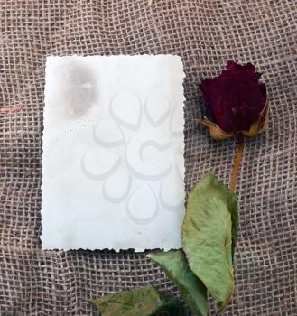Old photo card with dry rose on the sack