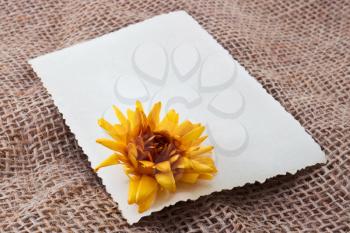 Blank card with yellow dry flower