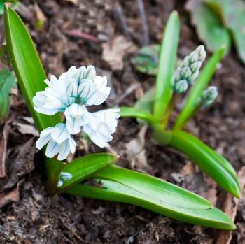 White and blue spring flower in soil