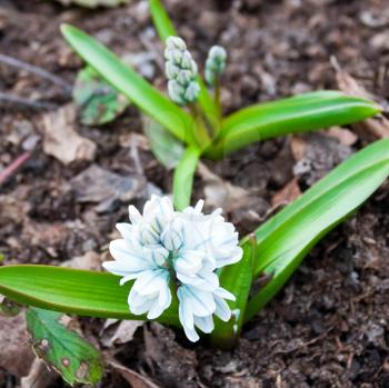 Spring elegant white flower in soil