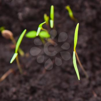 Young sprout in the soil