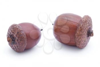 Two dark acorns isolated on the white background