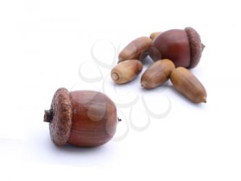 Two acorns with small one on white background