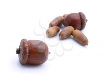 Two acorns with small one on white background
