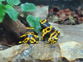 Two yellow poisonous frogs on rocks
