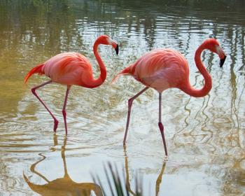 Two red flamingo in the pond