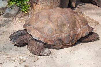 Giant Galapagos turtle lying on the sand