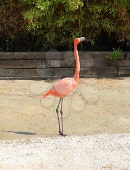 Red flamingo bird outdoors