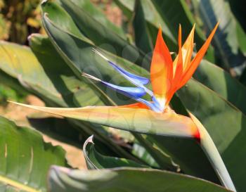 Tropical flower strelitzia on floral background