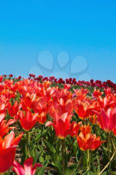 Red tulip meadow over blue sky