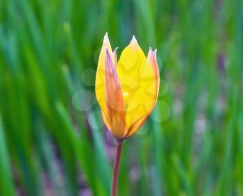 One tulip on the green grass