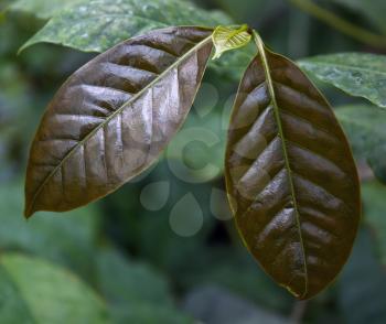 Coffee arabica tree  leaves