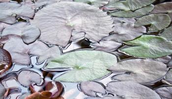 Water lily leaves for background