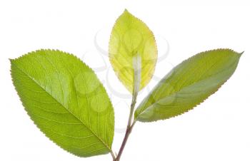 Chokeberry tree leaf on white