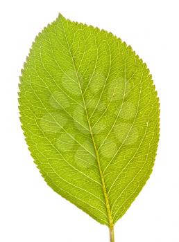 Chokeberry tree leaf on white