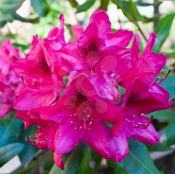 Beautiful violet rhododendron