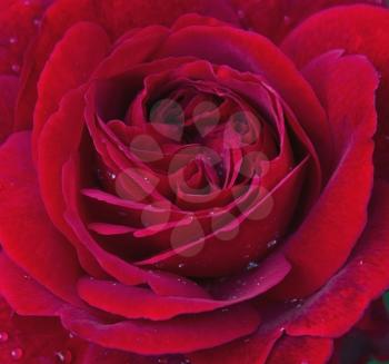 Elegant red rose with water drops