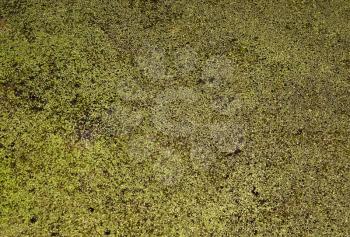 Duckweed in the pond