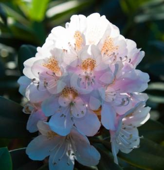 Beautiful violet rhododendron on open area