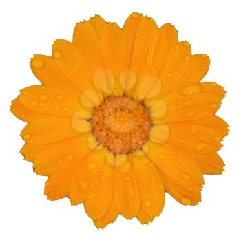 Calendula flower with water drops on the white background