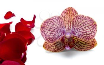 Violet orchidea with red rose petals on white background